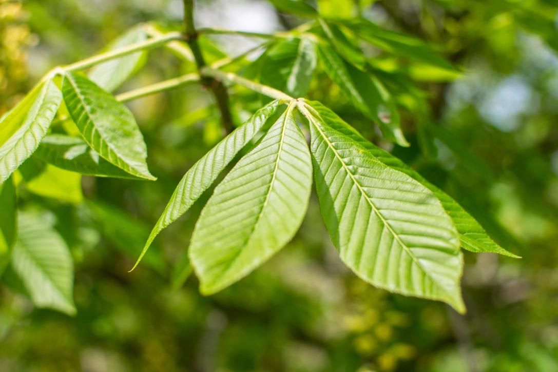 Tree leaves