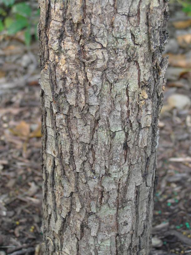Tree bark