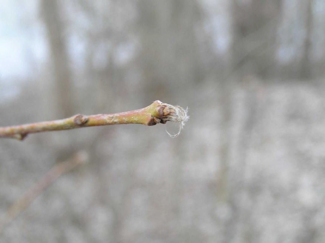 Tree bud