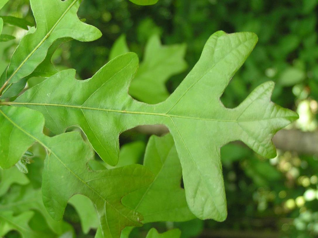 Tree leaves