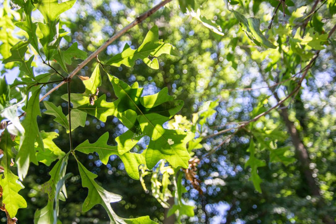 Tree leaves