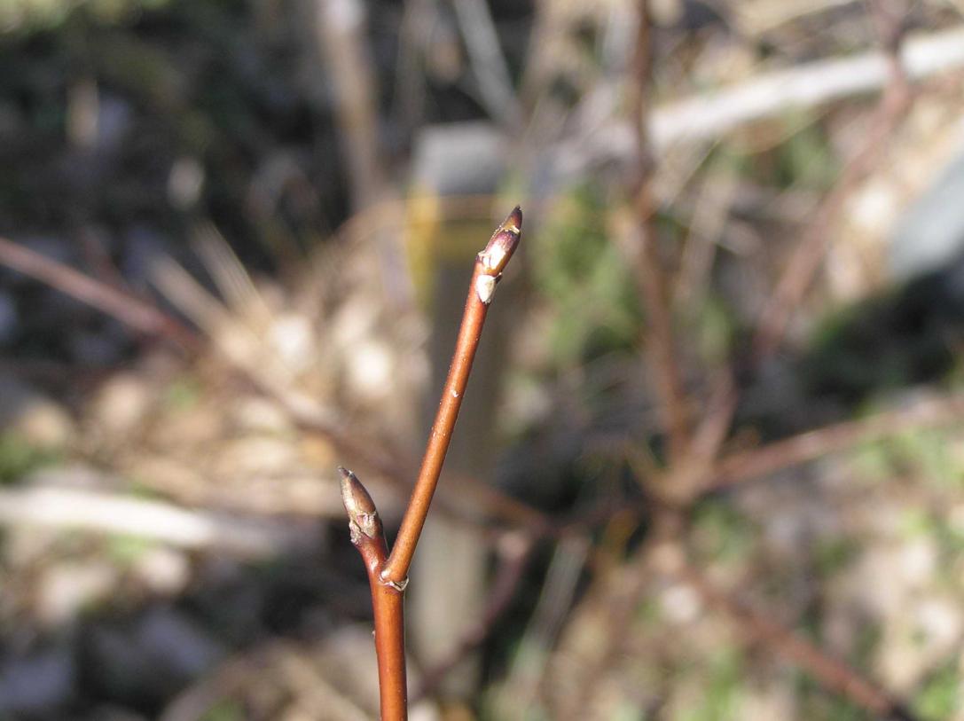 Tree bud