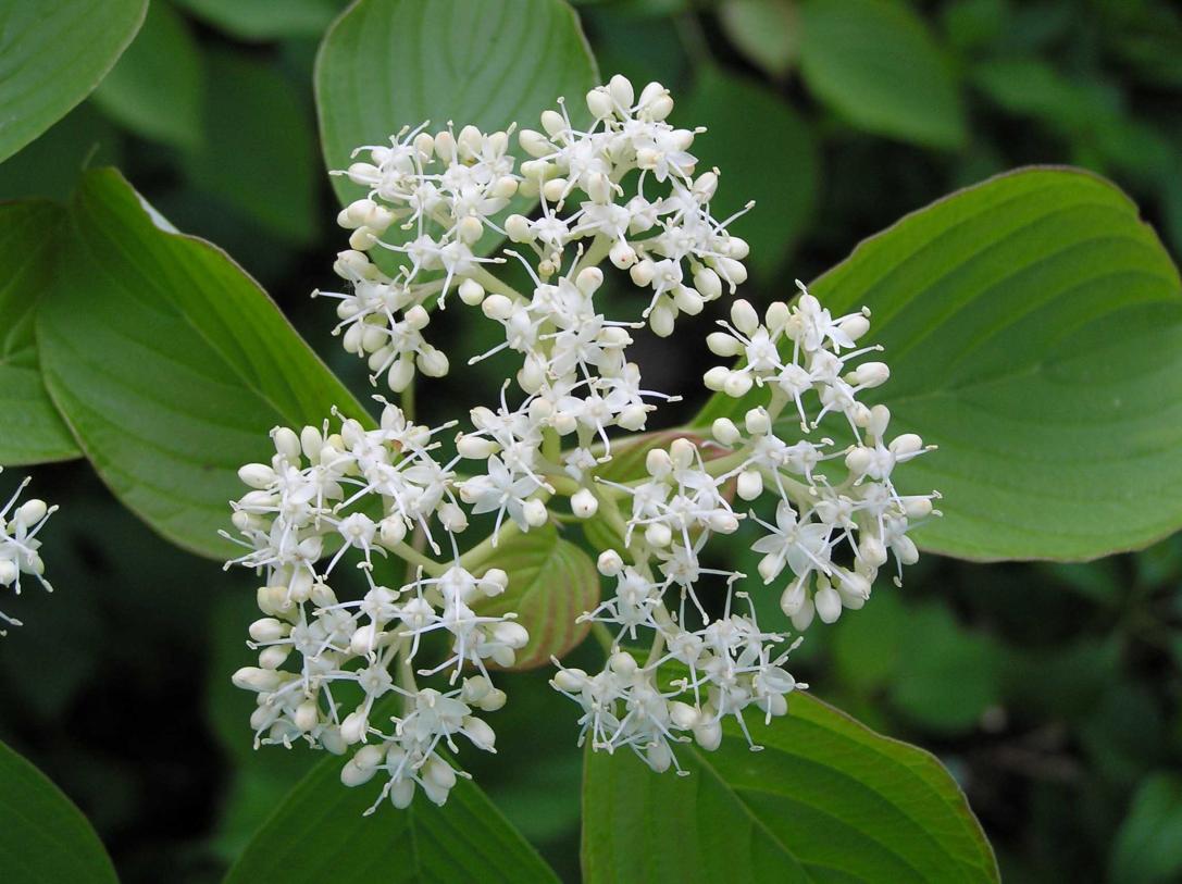 Tree flower
