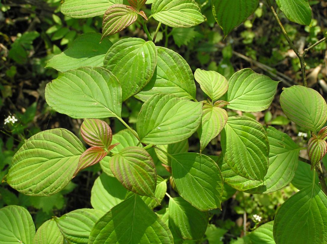 Tree leaves