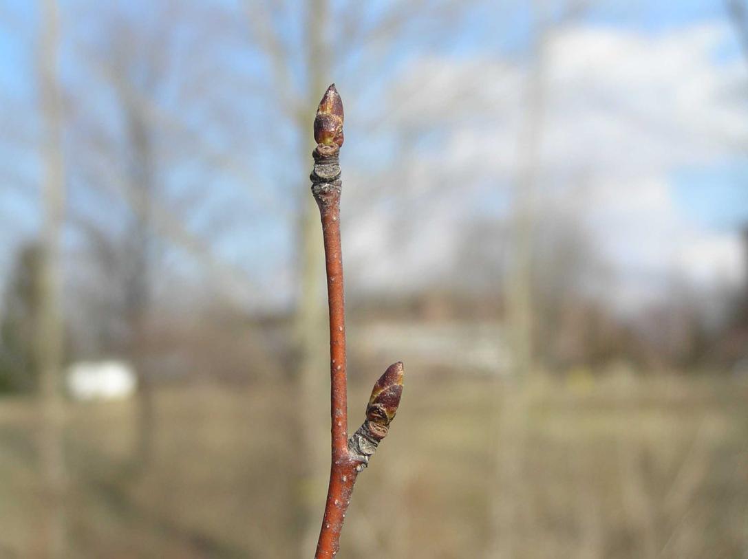 Tree bud