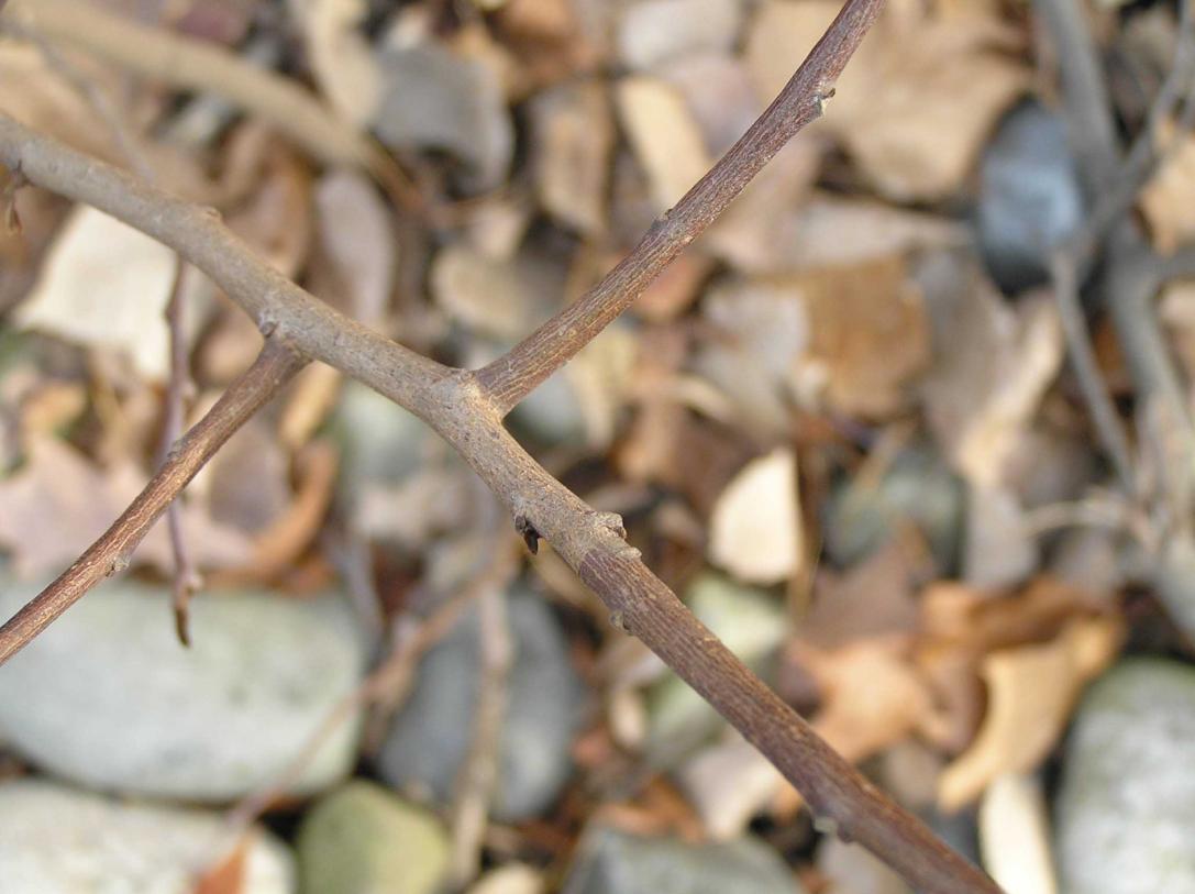 Tree branch