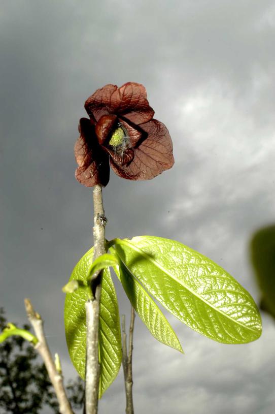 Tree flower