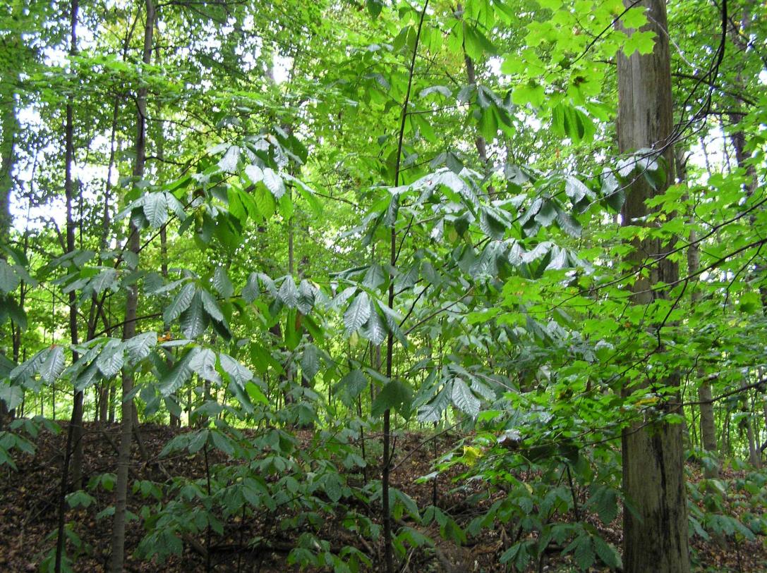 Tree habit