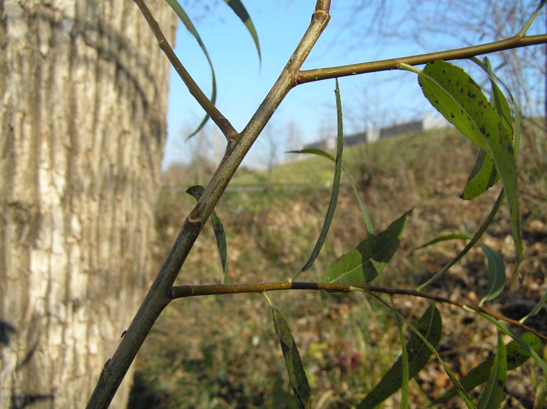 Tree branch