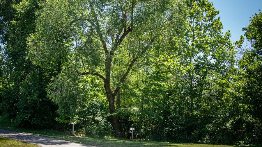 Tree habit