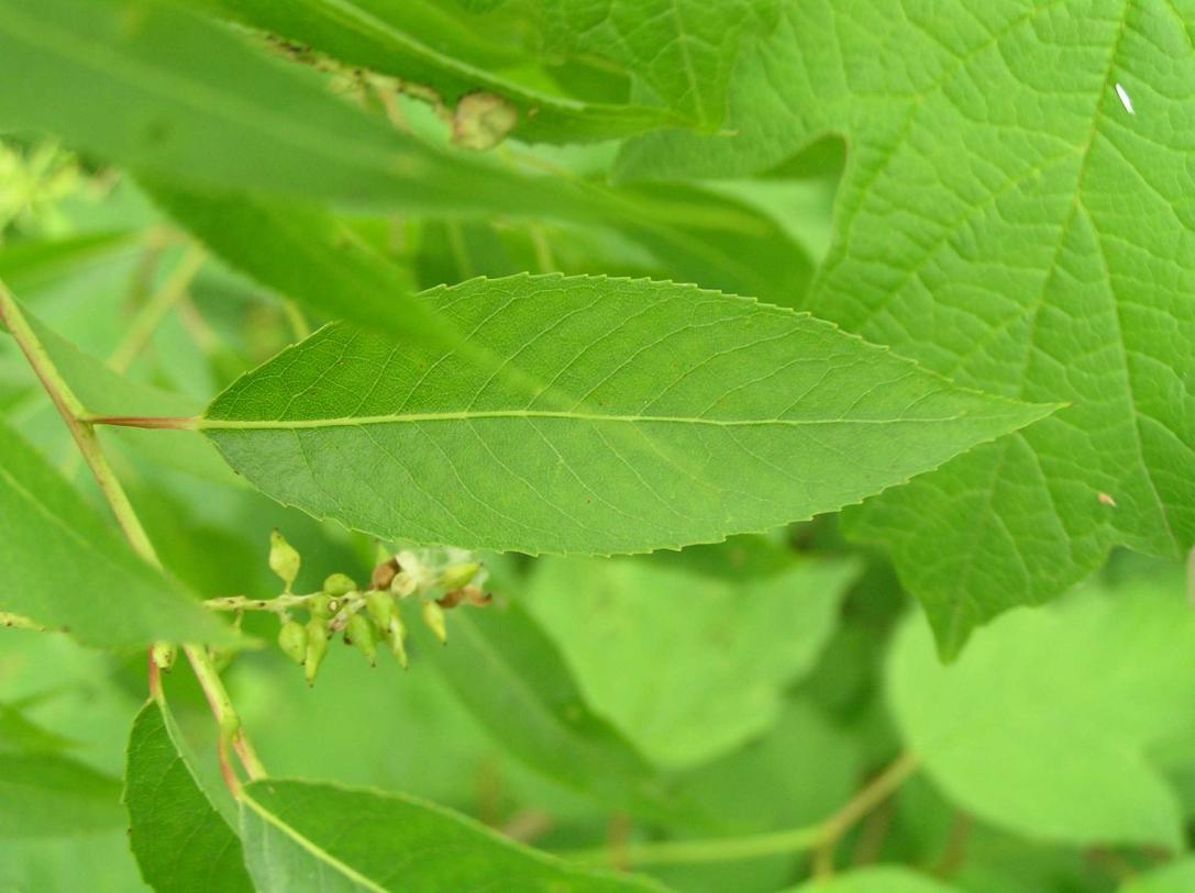 Tree leaves