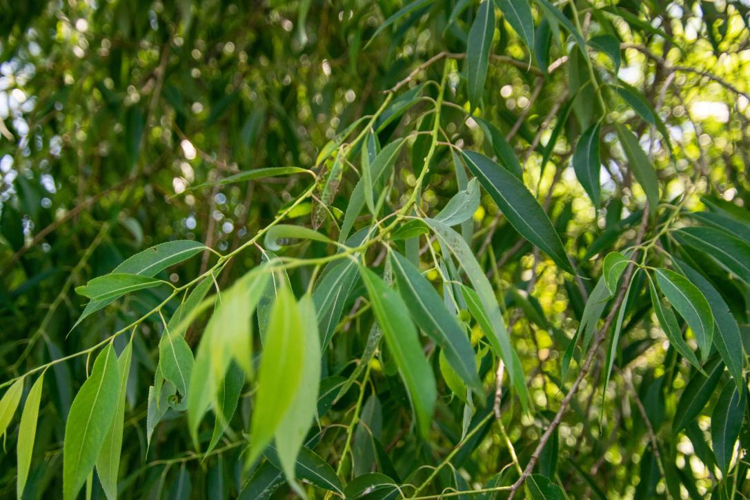 Tree leaves
