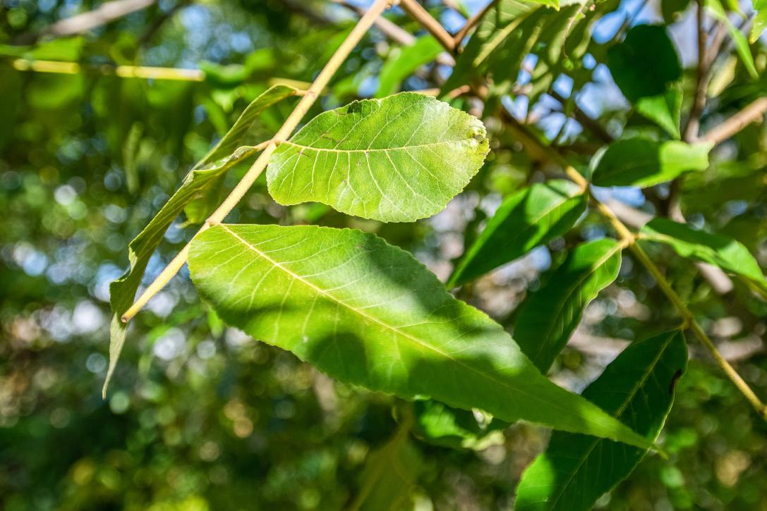 Tree leaves