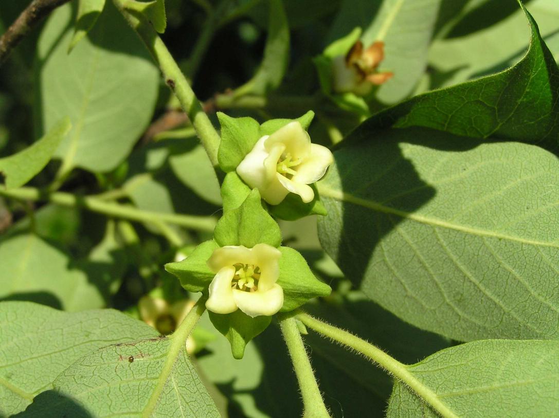 Tree flower
