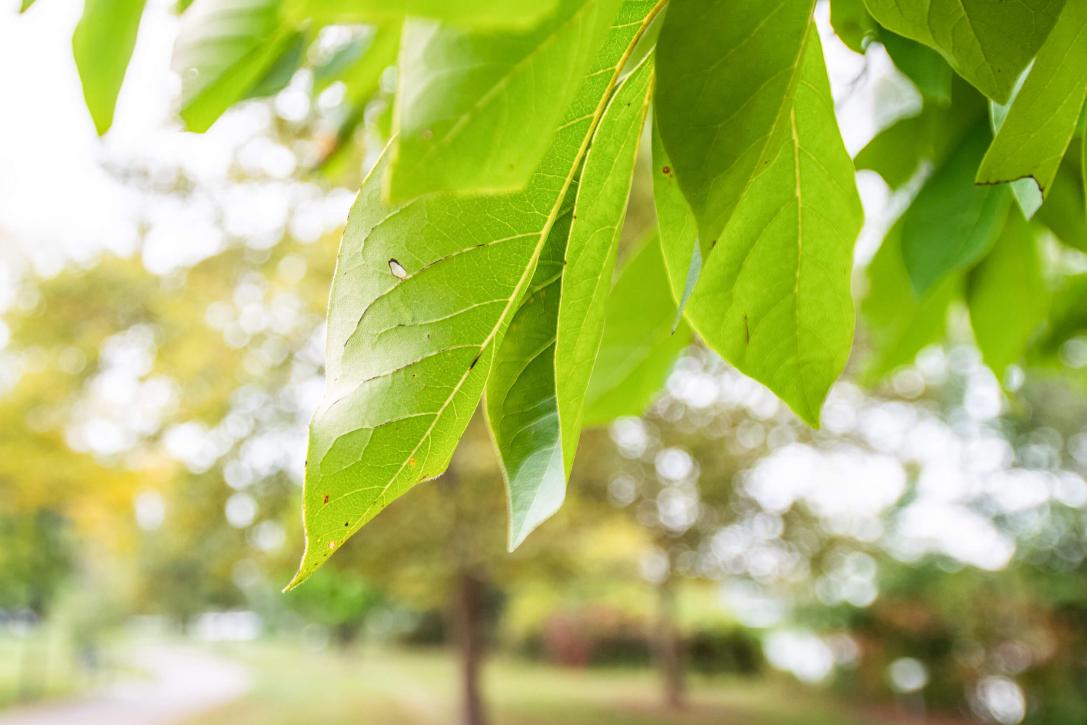 Tree leaves