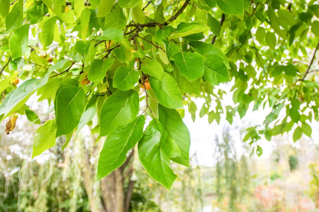 Tree leaves