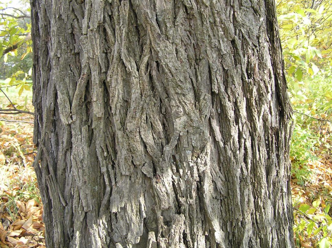 Tree bark