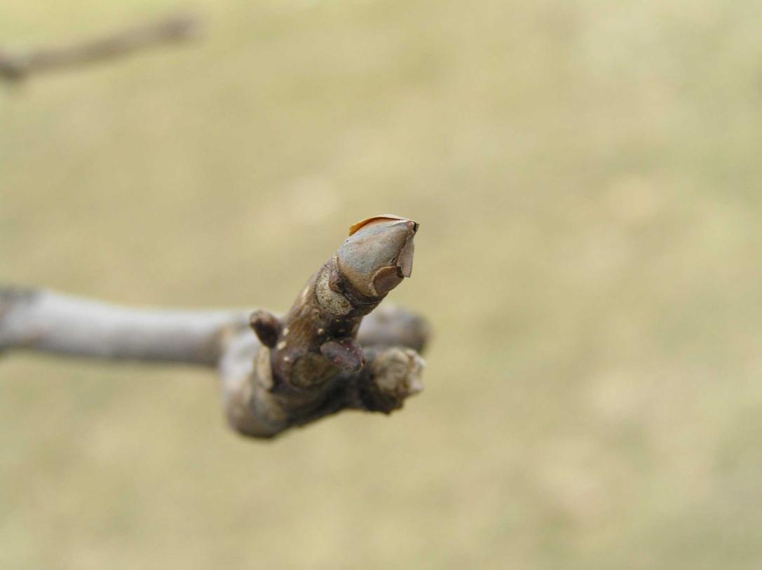 Tree bud
