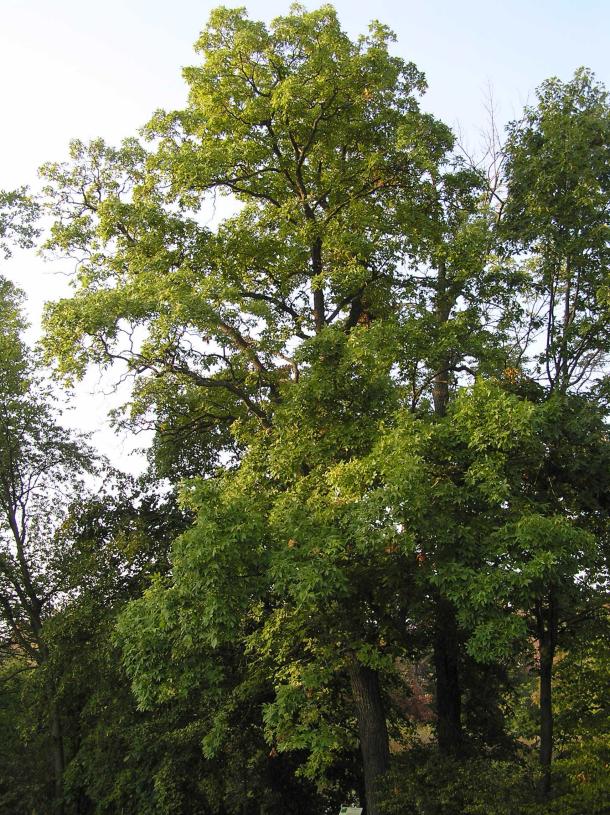 Tree habit