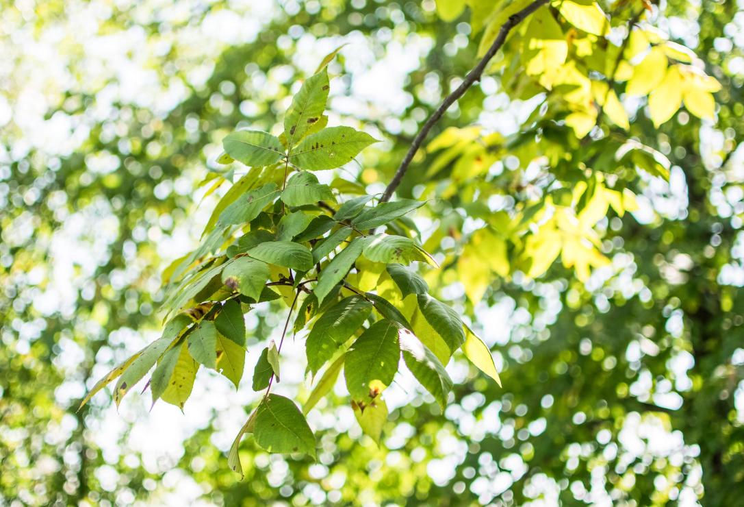 Tree leaves