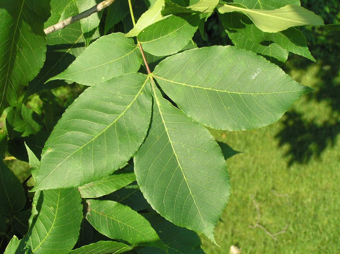 Tree leaves