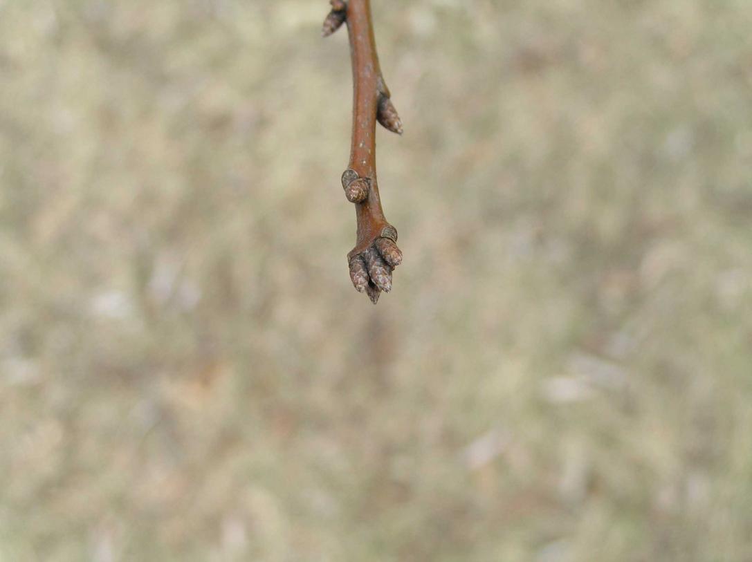 Tree bud
