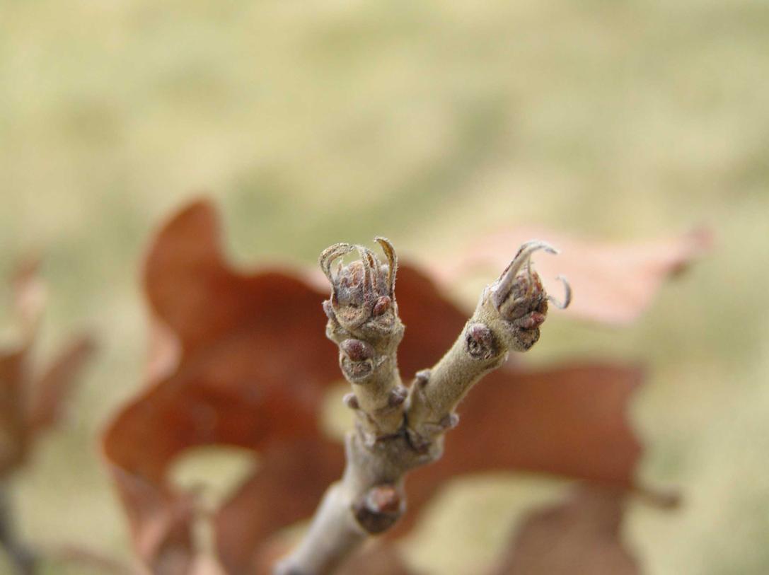 Tree bud