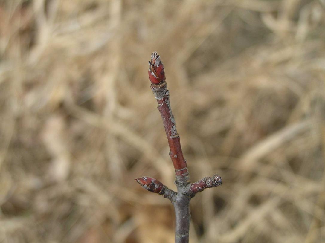 Tree bud