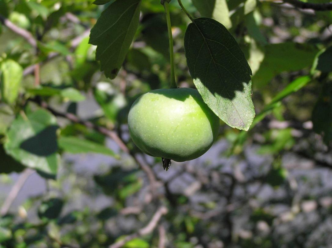 Tree fruit