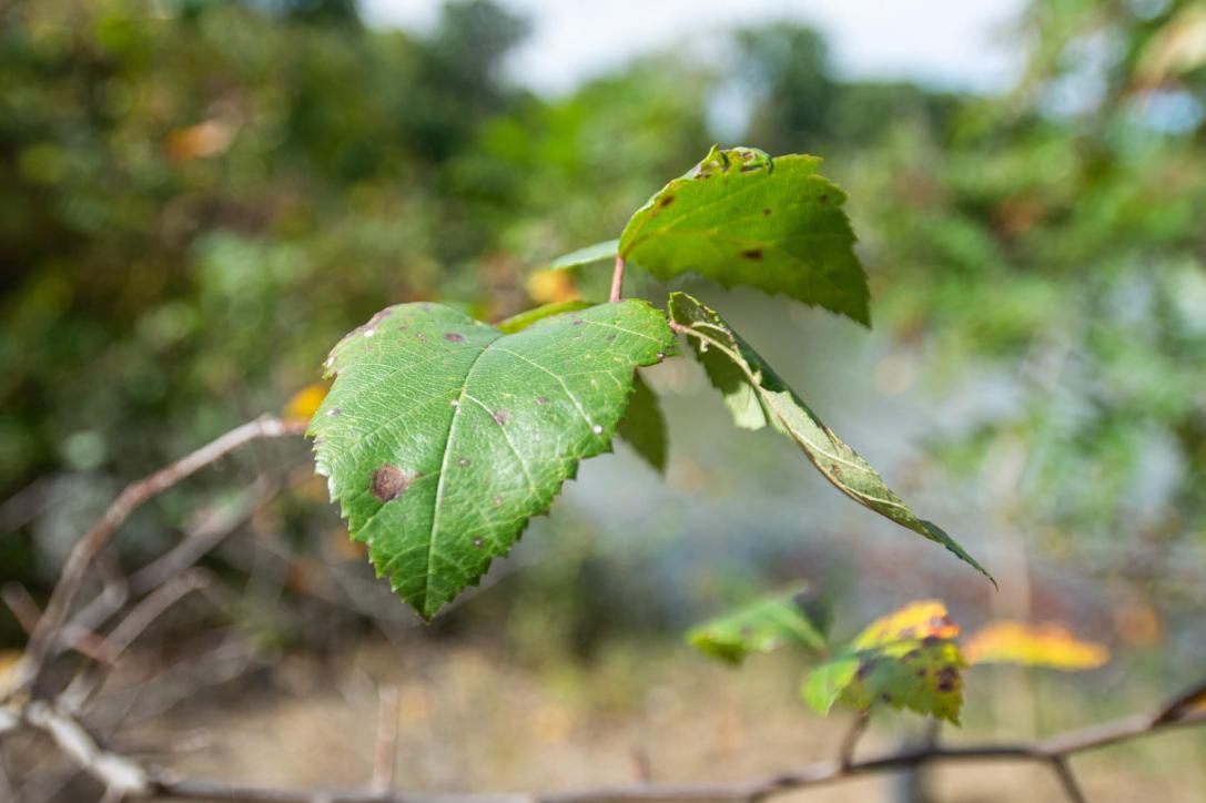 Tree leaves