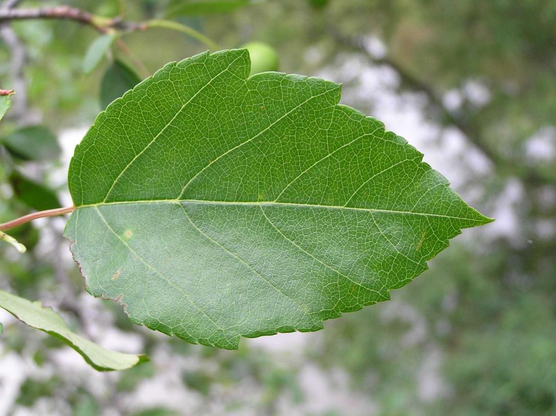 Tree leaves
