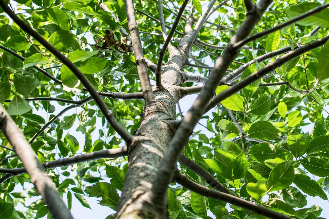 Tree bark
