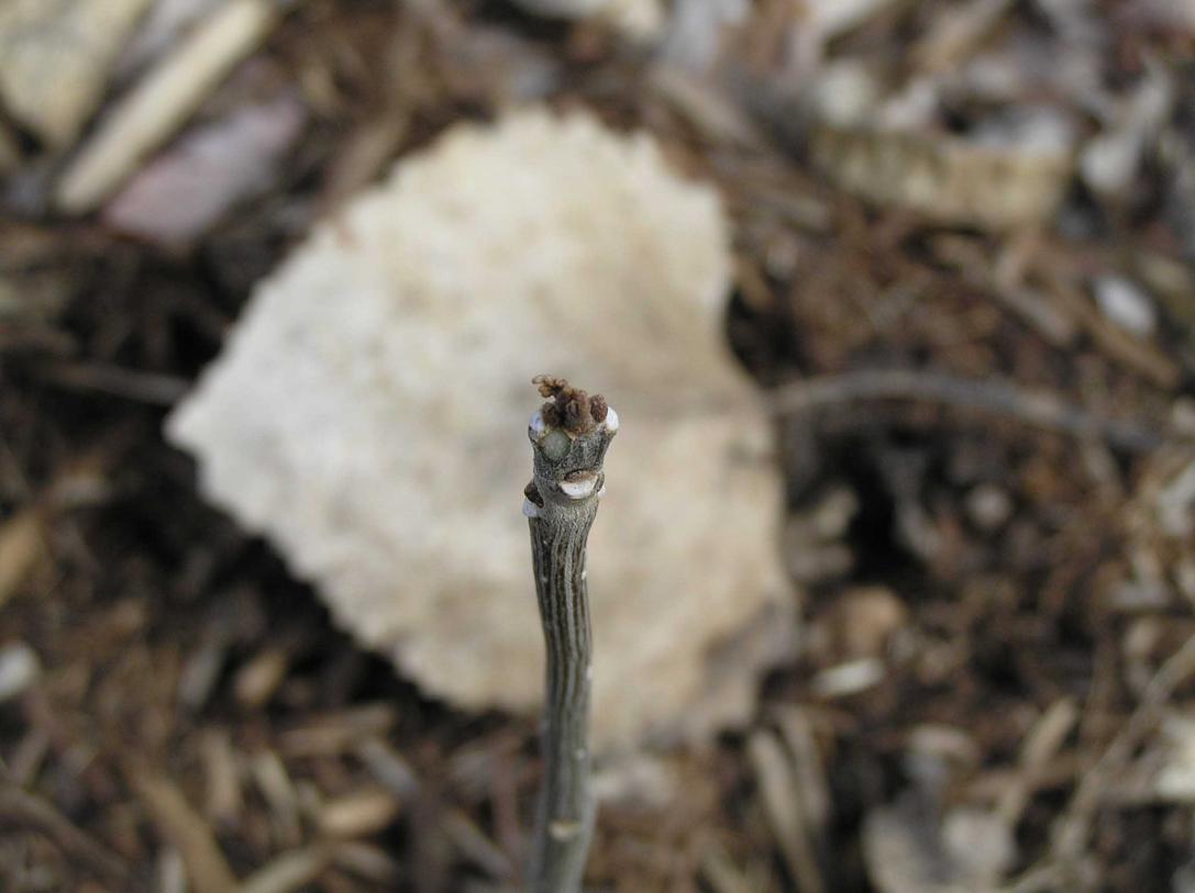 Tree bud