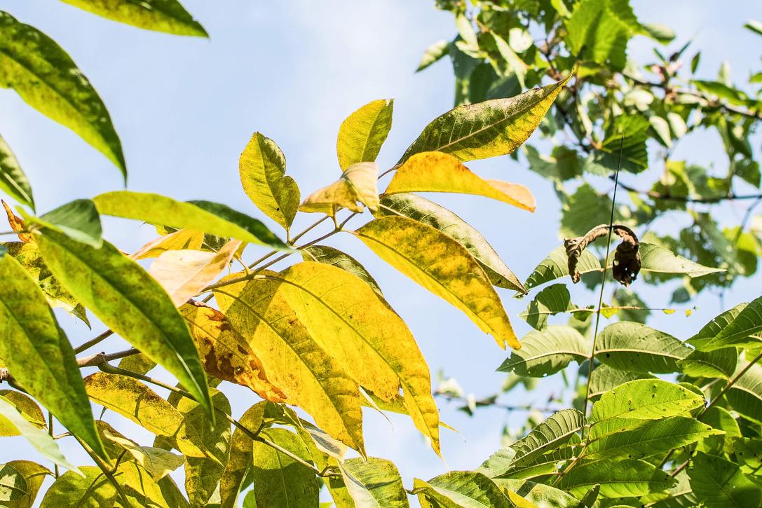 Tree leaves