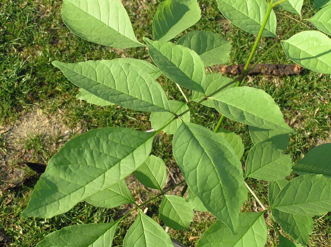 Tree leaves