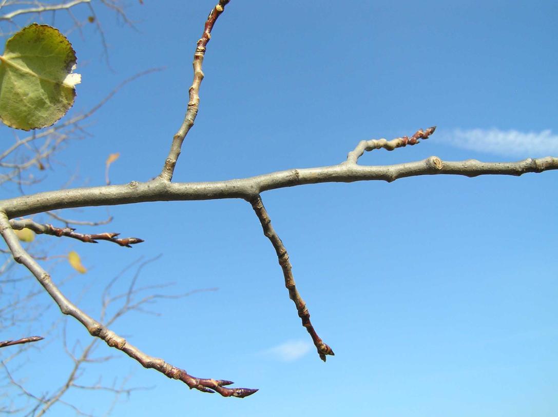 Tree branch