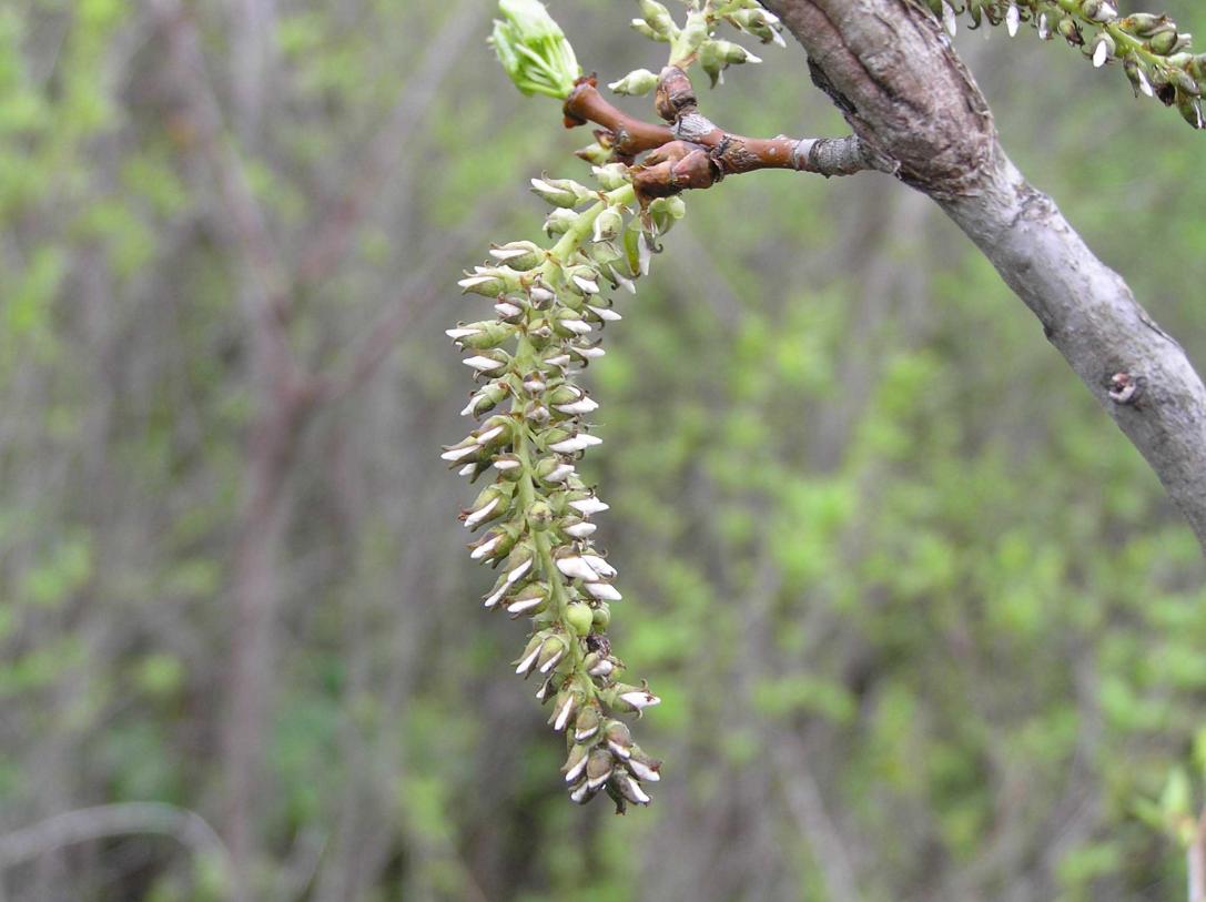 Tree flower