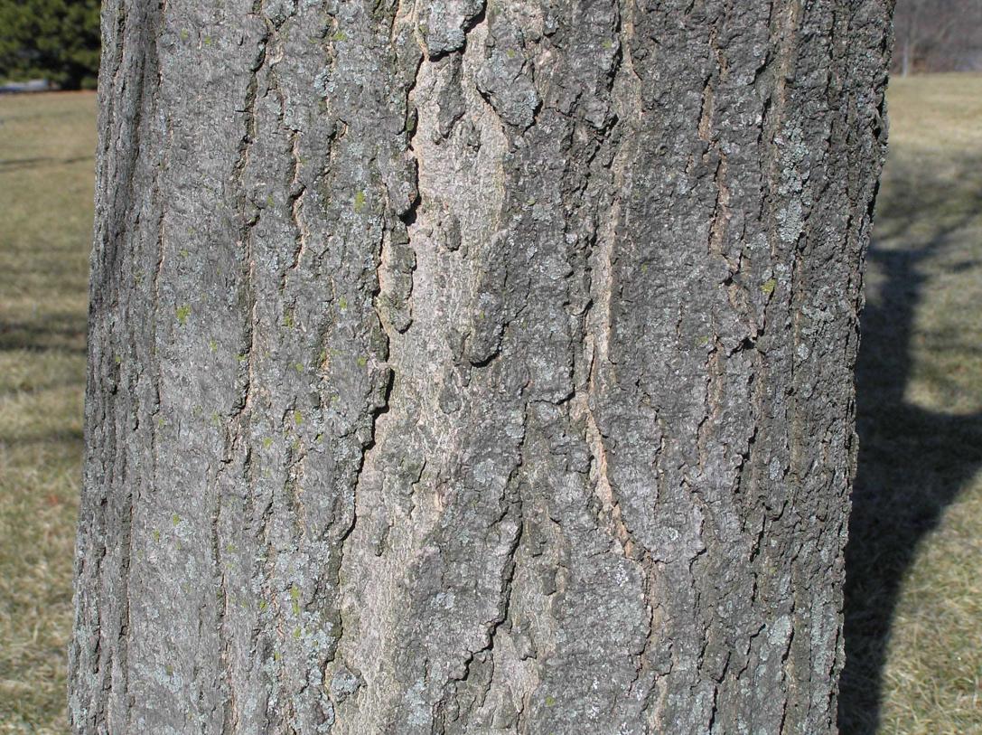 Tree bark