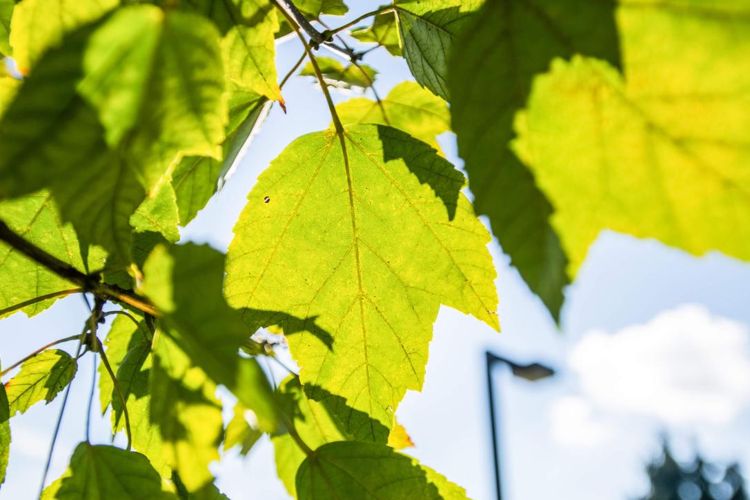 Tree leaves