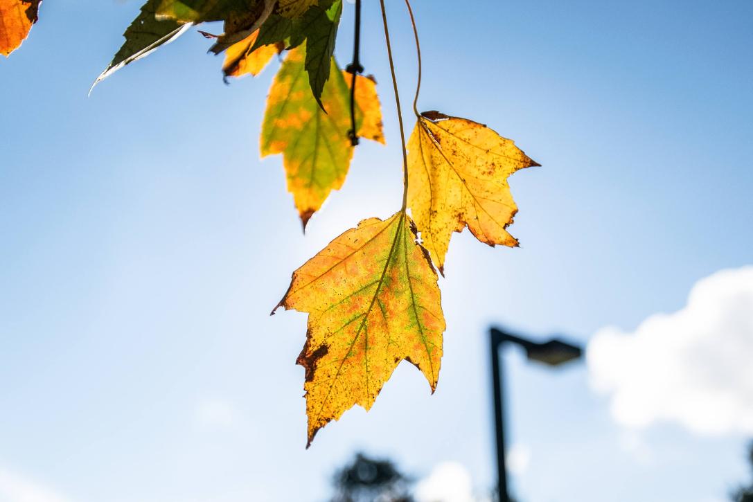 Tree leaves
