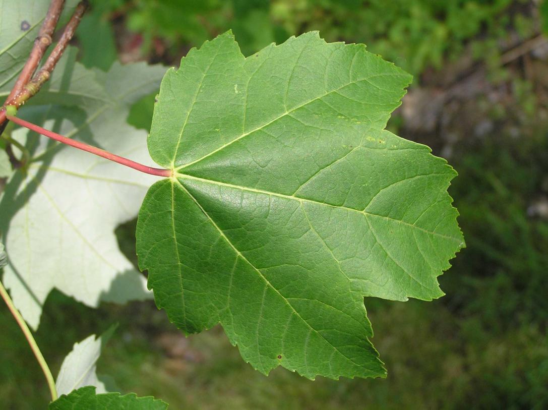 Tree leaves