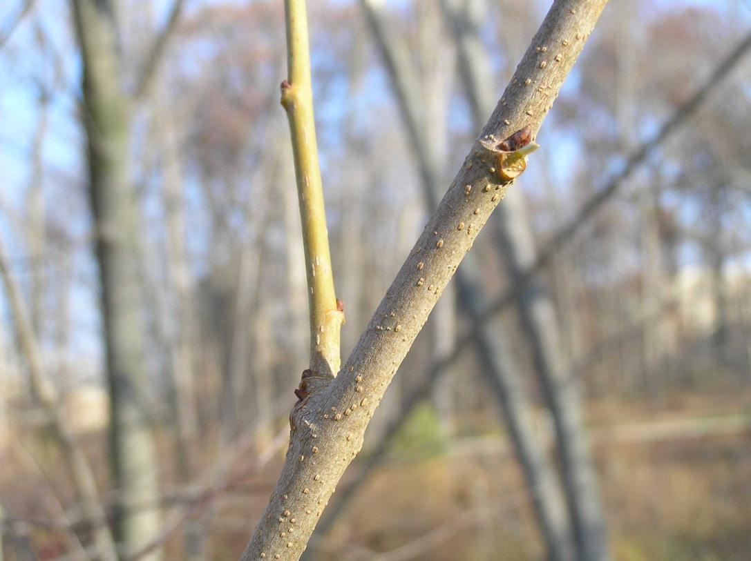 Tree branch