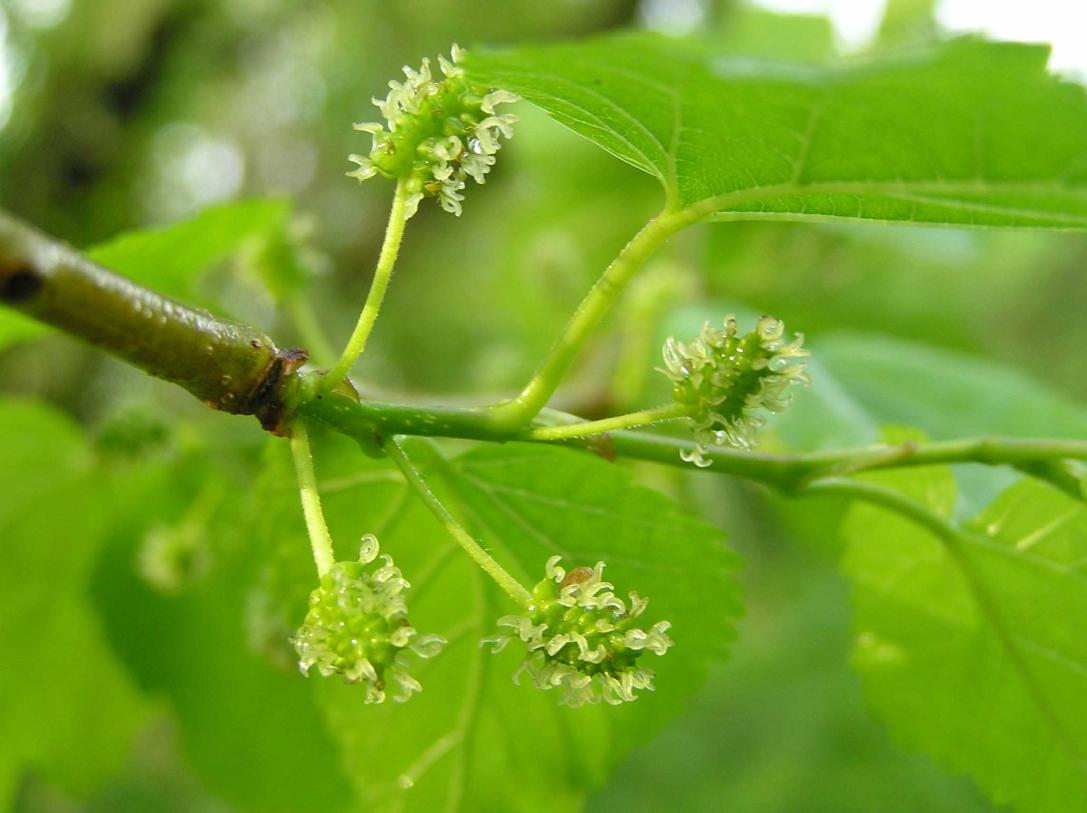 Tree flower