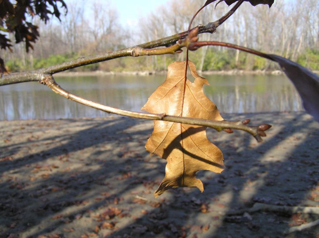 Tree branch