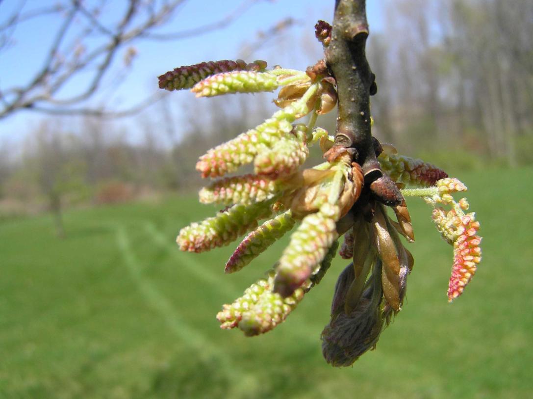 Tree flower