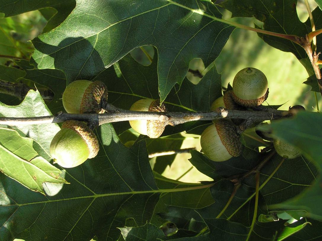 Tree fruit