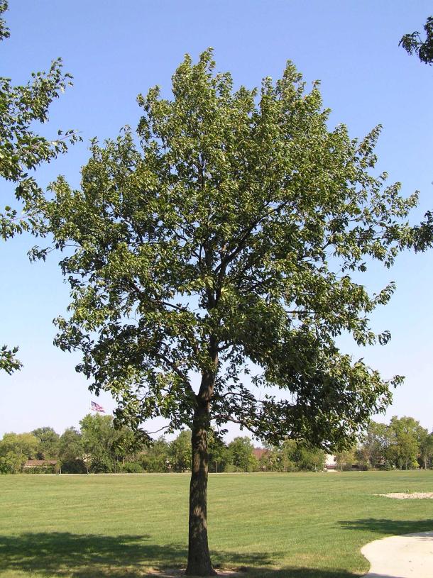 Tree habit