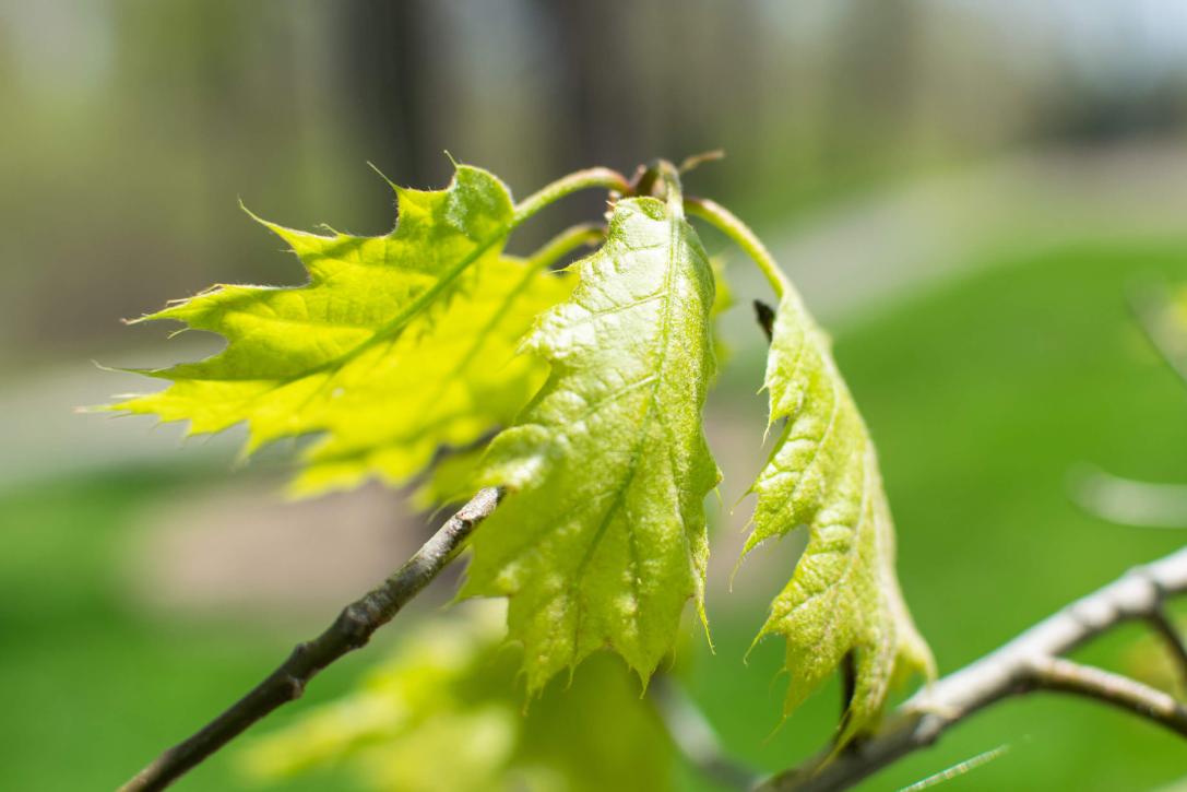 Tree leaves
