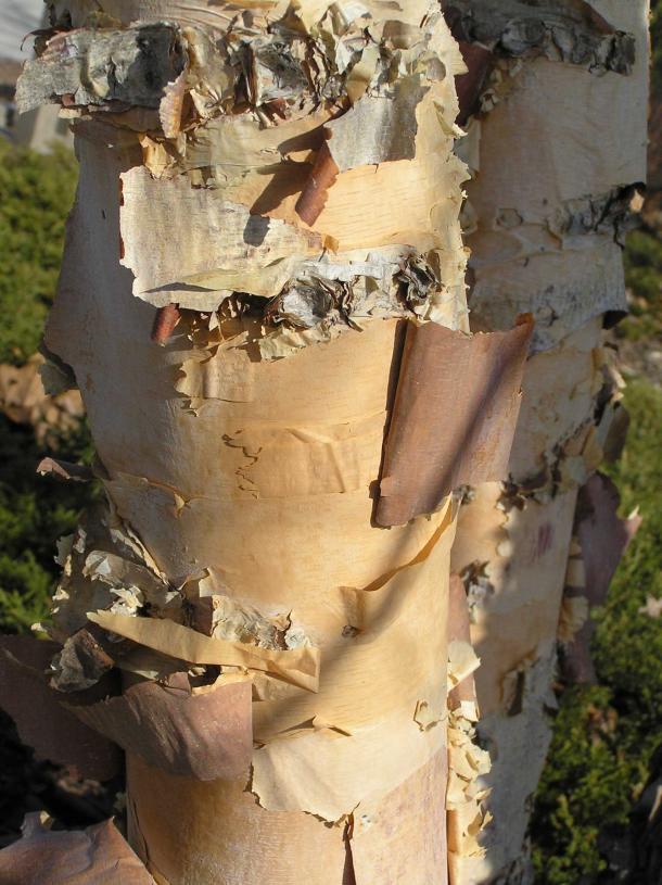 Tree bark
