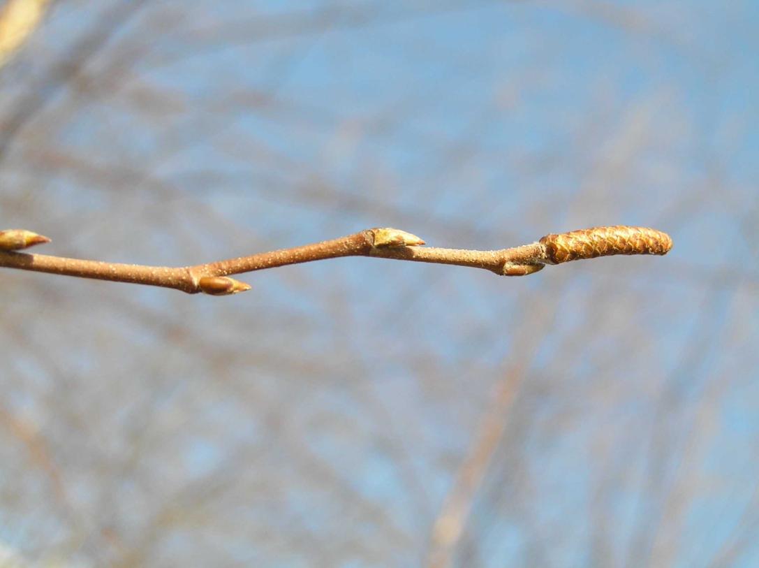 Tree bud